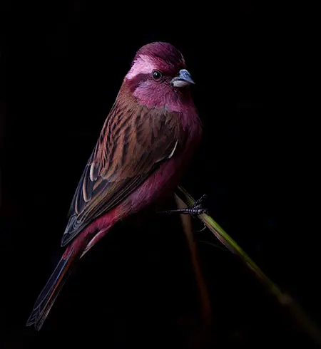 Bird Watching in Chopta and Mandal Valley, Uttarakhand: A Himalayan Avian Paradise